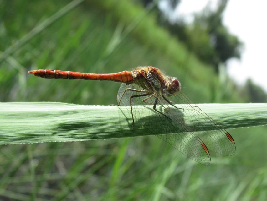 Sympetrum striolatum - harántsávos katona-szitakötő