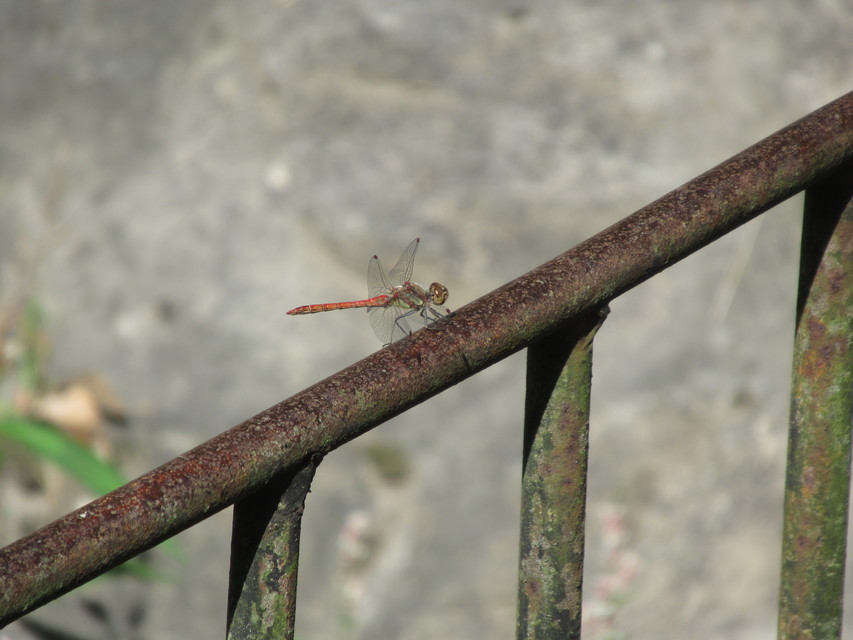 Sympetrum striolatum - harántsávos katona-szitakötő
