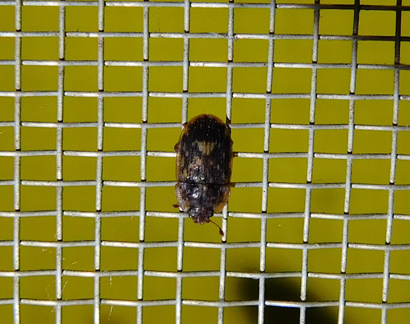 Soronia grisea - pettyegetett fénybogár