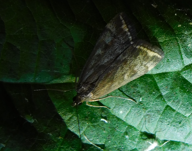Loxostege sticticalis - muszkamoly