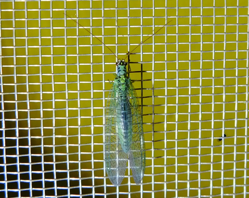 Chrysopa perla - aranyszemű fátyolka Chrysopa perla - aranyszemű fátyolka