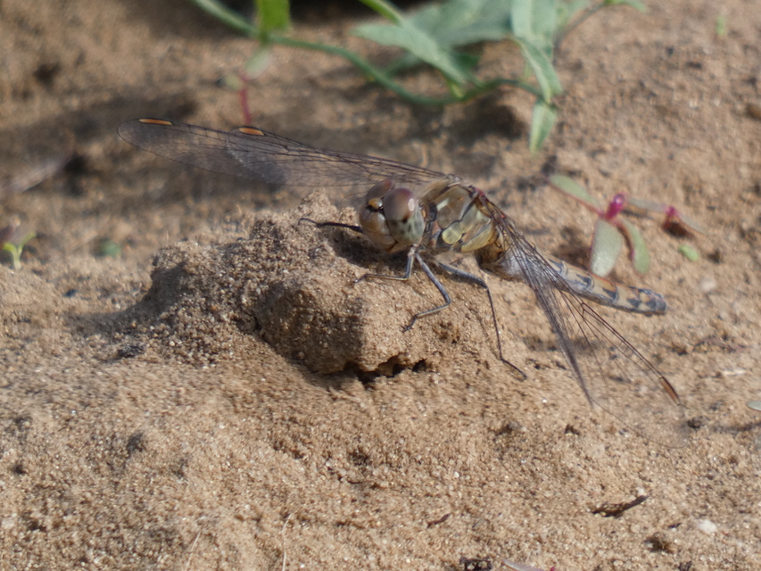 Sympetrum striolatum - harántsávos katona-szitakötő