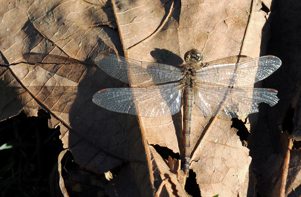 Sympetrum striolatum - harántsávos katona-szitakötő