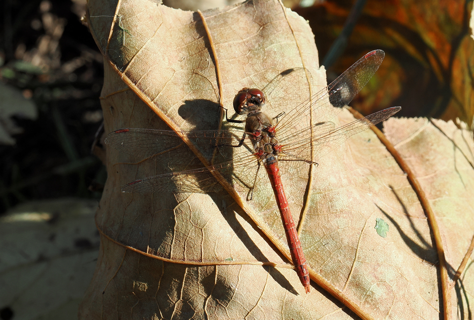 Sympetrum striolatum/vulgatum