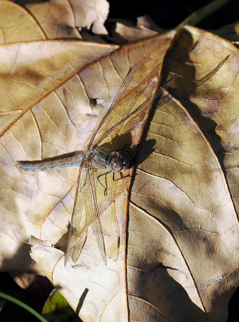 Sympetrum striolatum - harántsávos katona-szitakötő