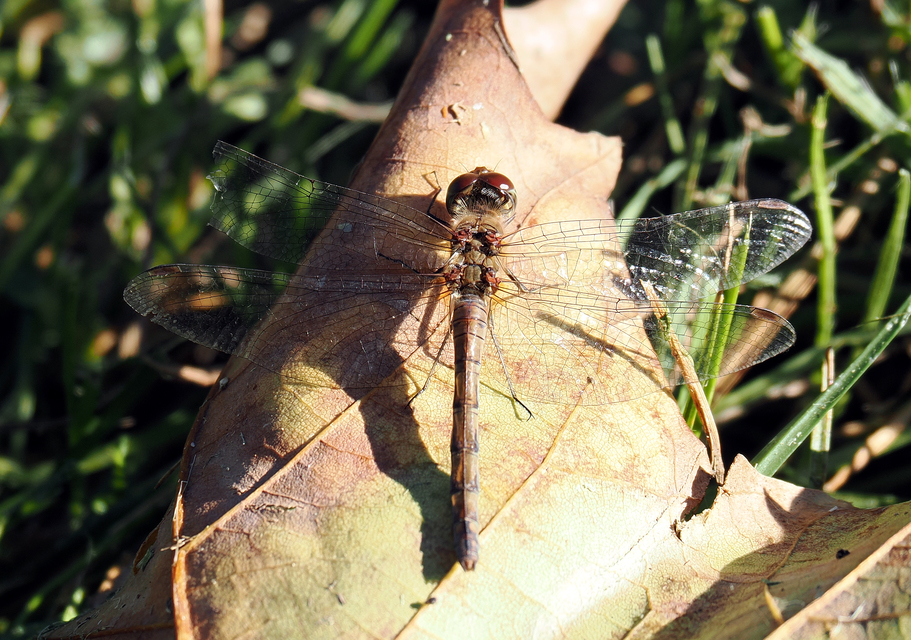 Sympetrum striolatum - harántsávos katona-szitakötő