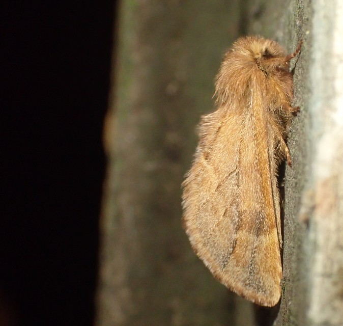 Ptilophora plumigera - tollas púposszövő