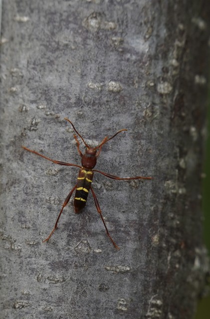 Neoclytus acuminatus - amerikai darázscincér