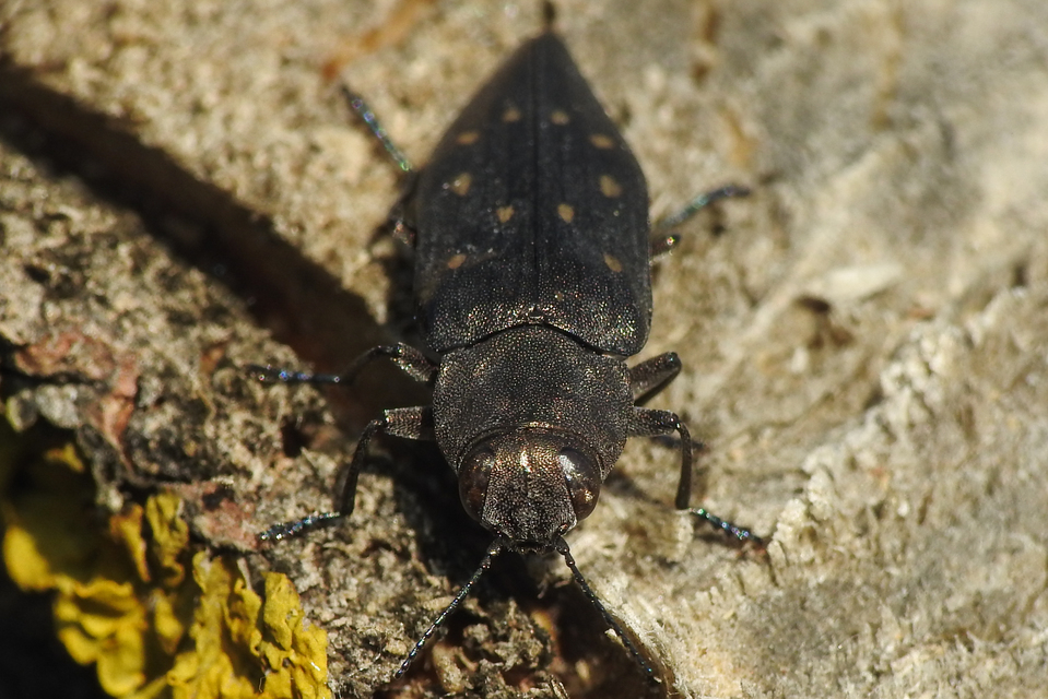 Trachypteris picta decostigma - foltos fürgedíszbogár