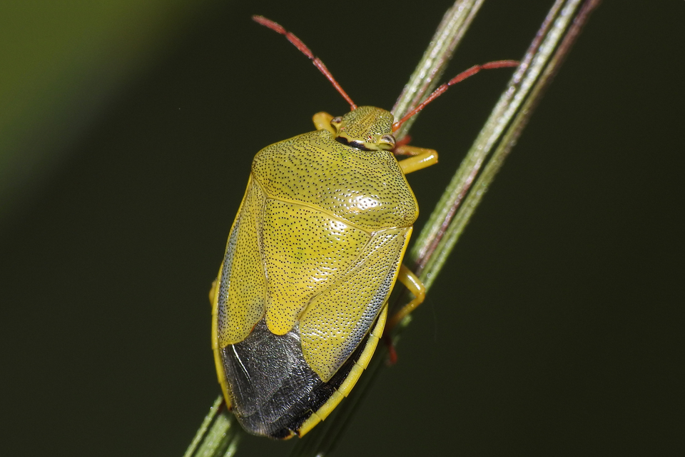 Piezodorus lituratus - bíboros címerespoloska Piezodorus lituratus - bíboros címerespoloska