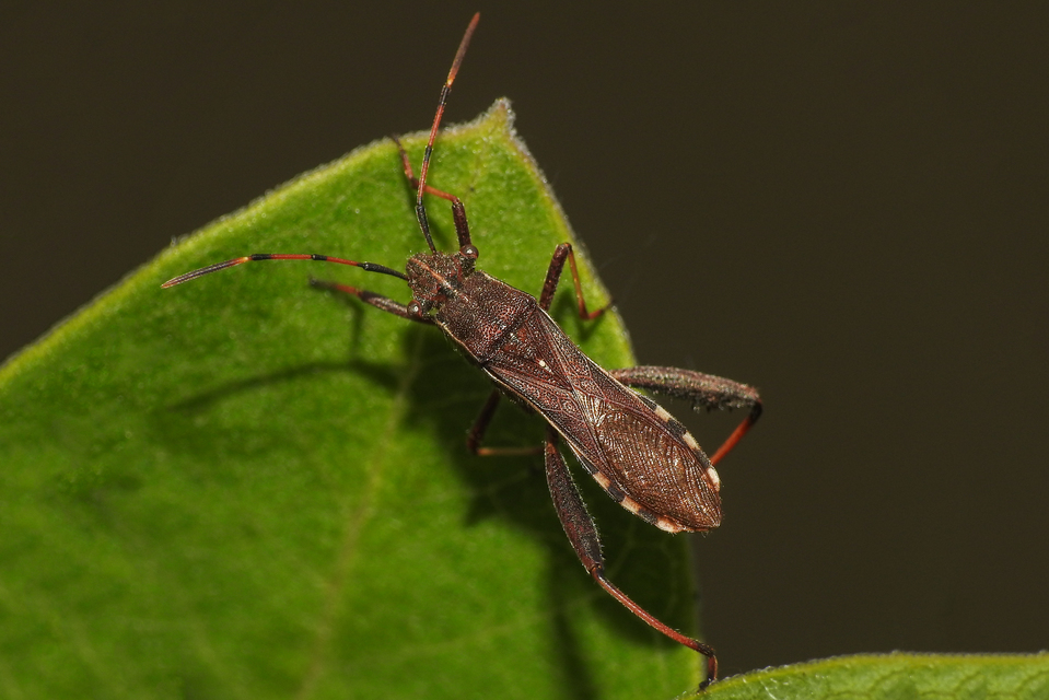 Camptopus lateralis - görbelábú karimáspoloska