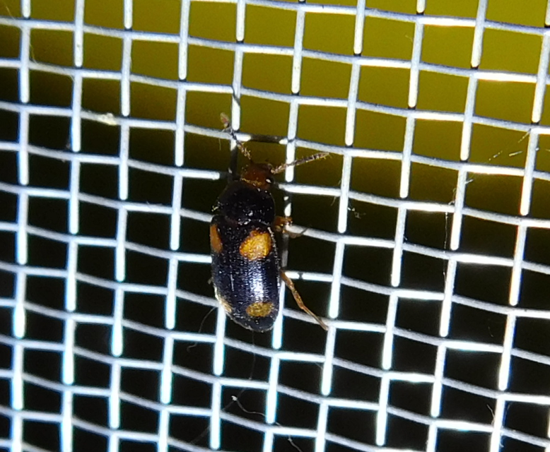 Mycetophagus quadripustulatus - négyfoltos gombabogár