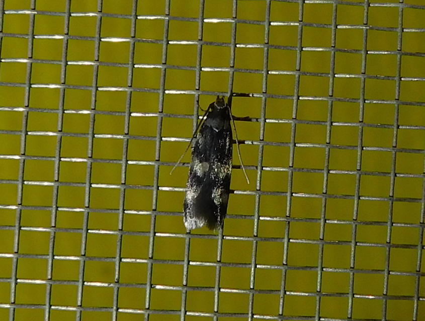 Oegoconia