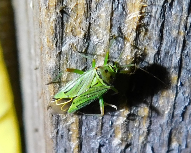 Mermitelocerus schmidtii