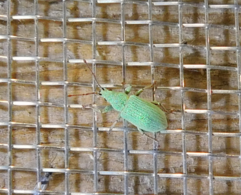 Phyllobius virideaeris - halványzöld levélormányos