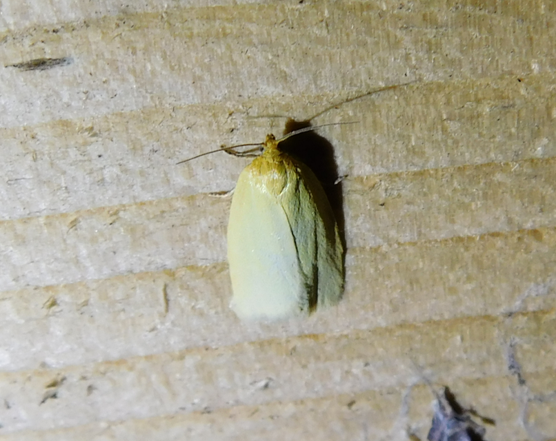 Aphelia paleana - sápadt sodrómoly