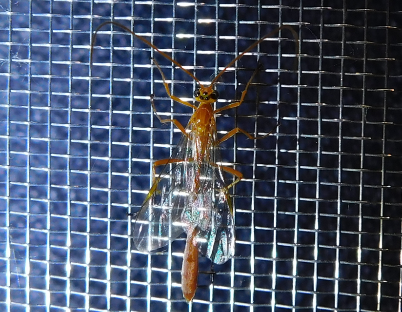 Ophion