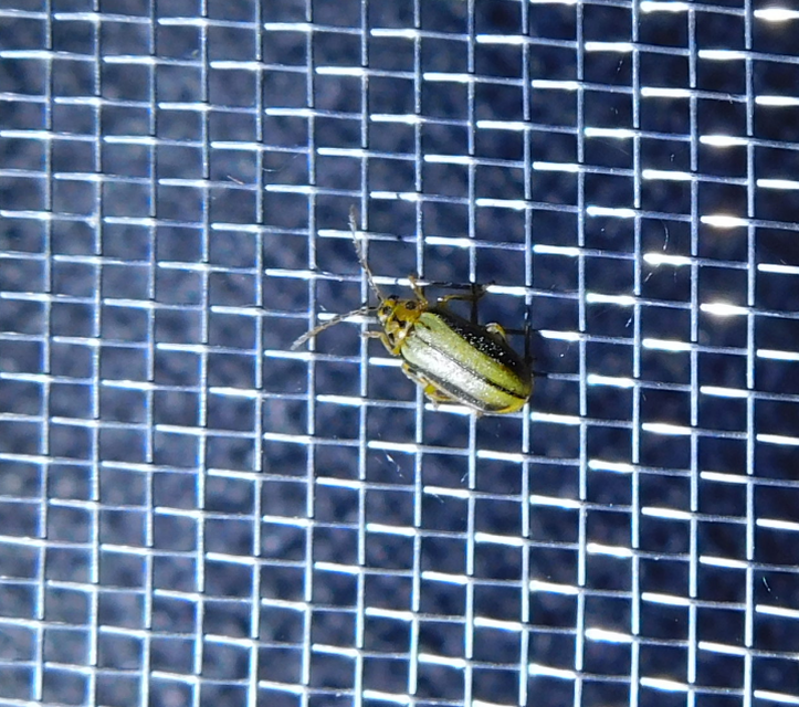 Xanthogalerucella luteola - szilfa-olajosbogár