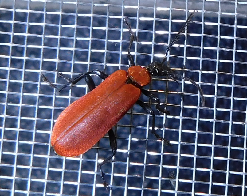 Pyrochroa coccinea - nagy bíborbogár