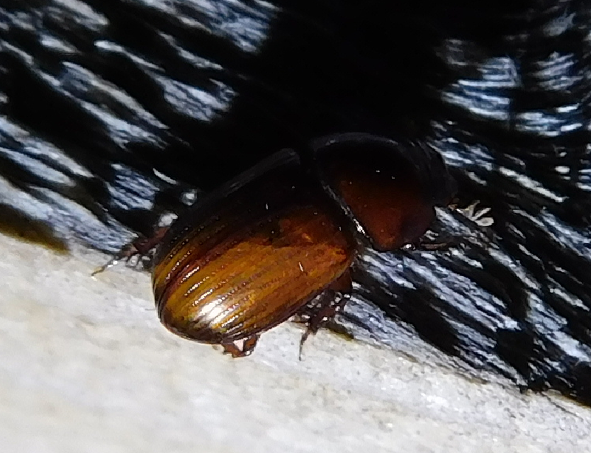 Aphodius rufus - sárgásvörös trágyabogár