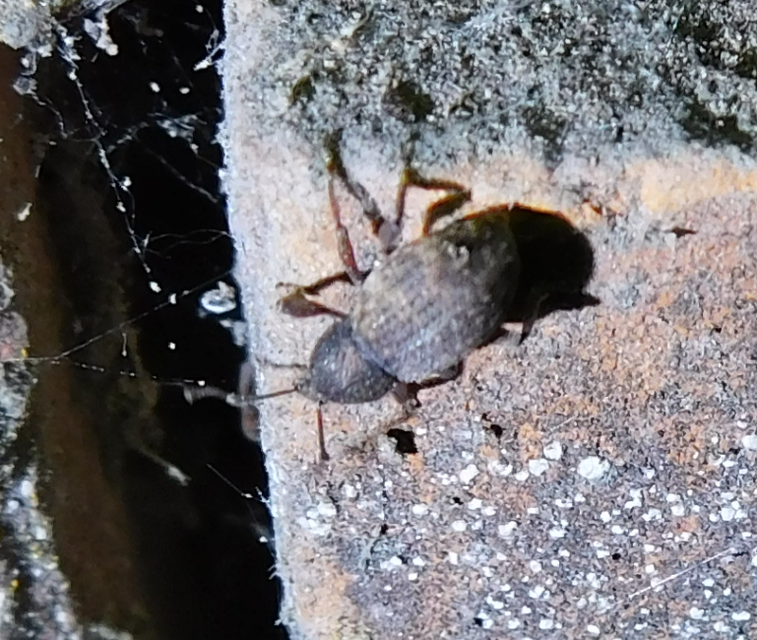 Otiorhynchus raucus - molyhos gyalogormányos