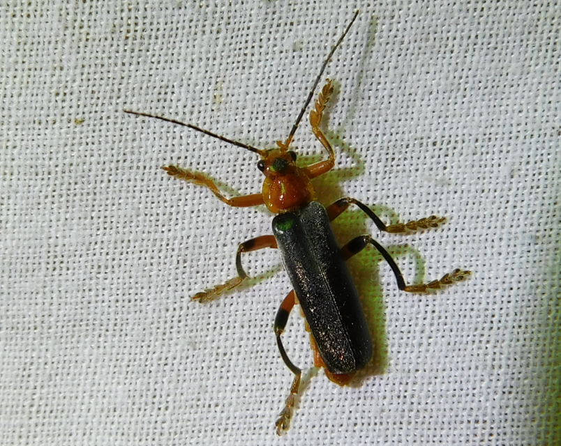 Cantharis livida - mezei lágybogár