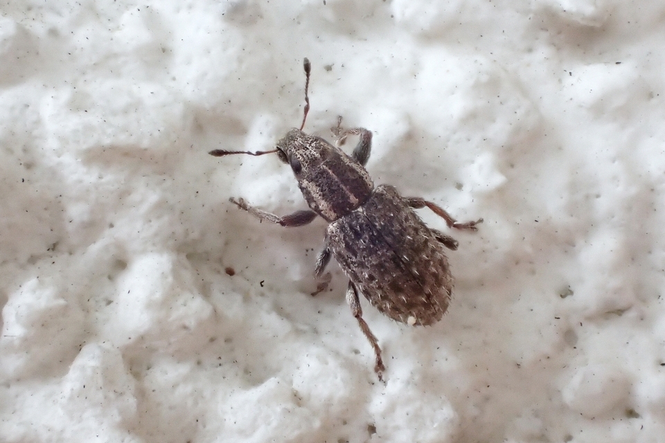 Sitona hispidulus - szőrös csipkézőbogár