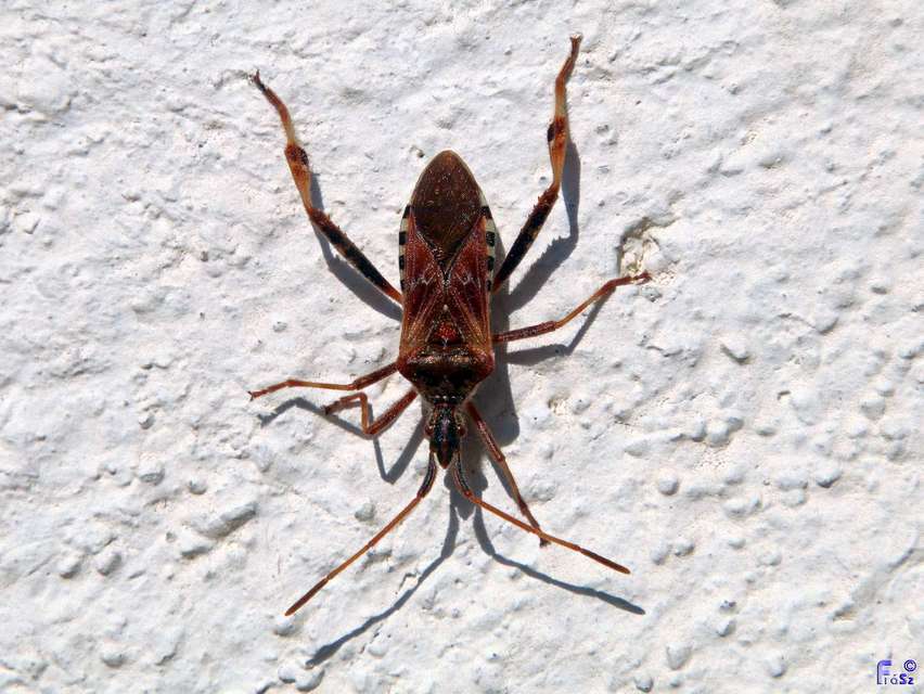 Leptoglossus occidentalis - nyugati levéllábú poloska Leptoglossus occidentalis - nyugati levéllábú poloska