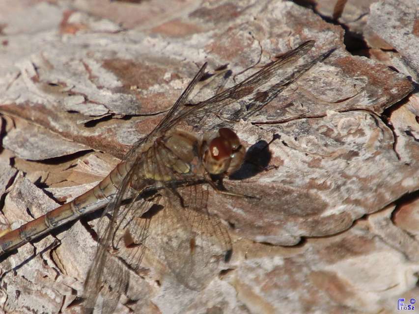Sympetrum striolatum - harántsávos katona-szitakötő