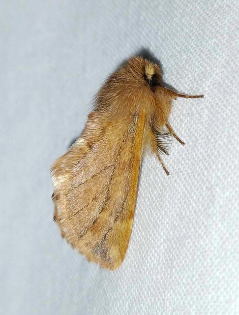 Ptilophora plumigera - tollas púposszövő