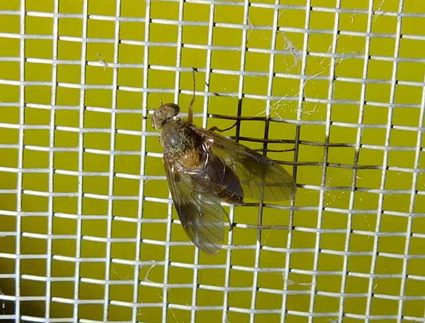 Chrysopilus