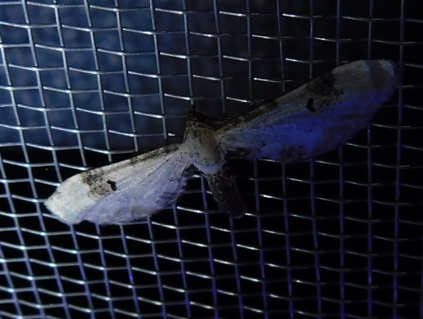 Eupithecia centaureata - búzavirág-törpearaszoló
