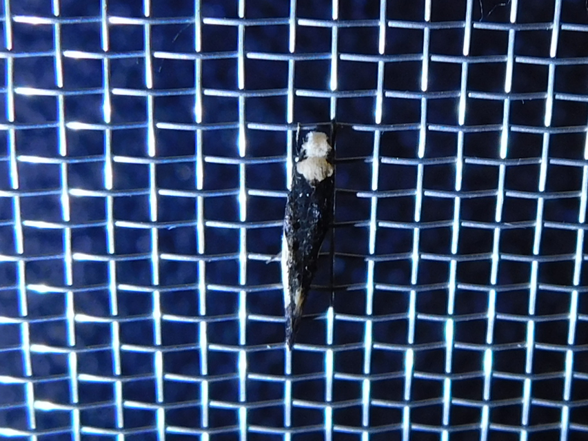Monopis monachella - apácamoly