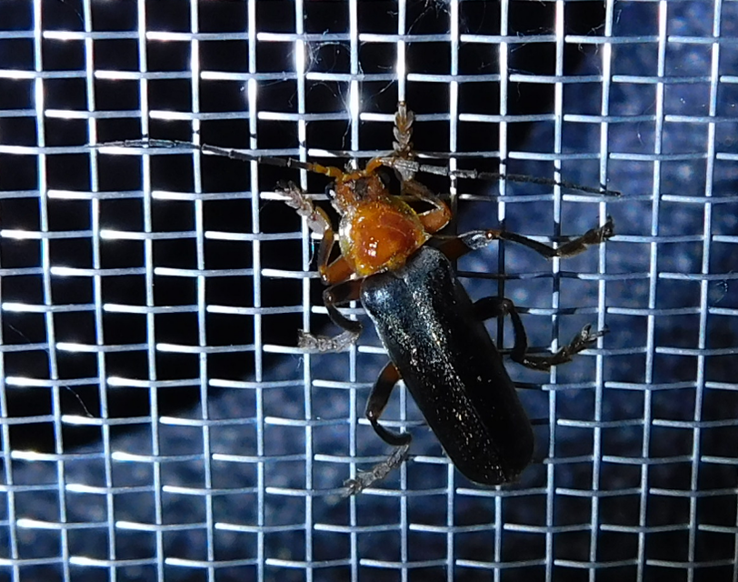 Cantharis livida - mezei lágybogár