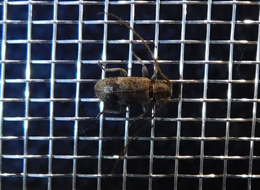 Exocentrus punctipennis - szilfa-rőzsecincér