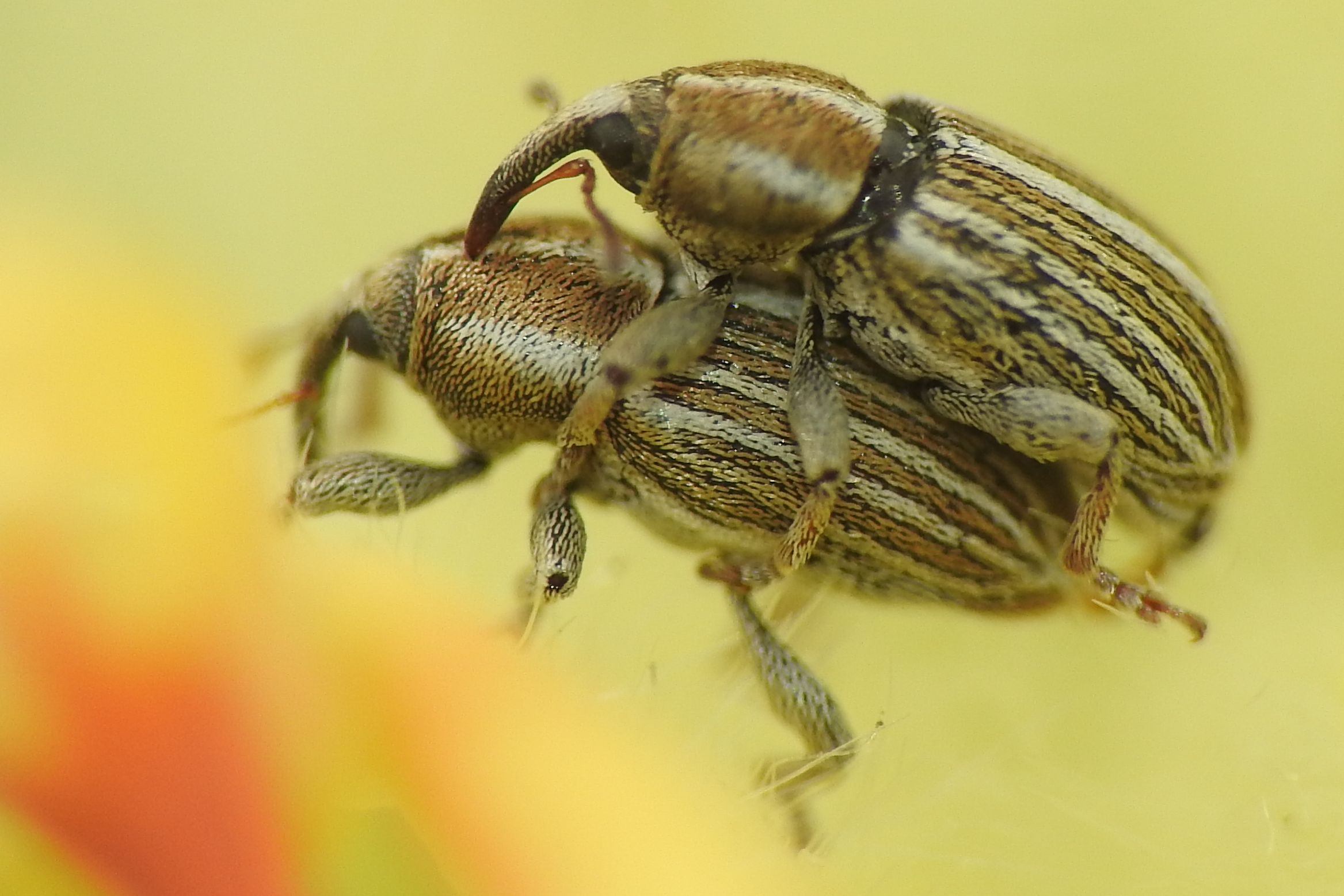Tychius schneideri - nyúlszapuka-tímárormányos