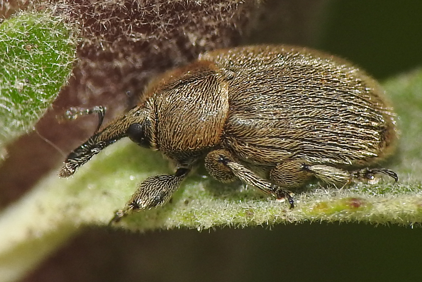 Rhinusa tetra - magtoklakó ökörfarkkóró-ormányos
