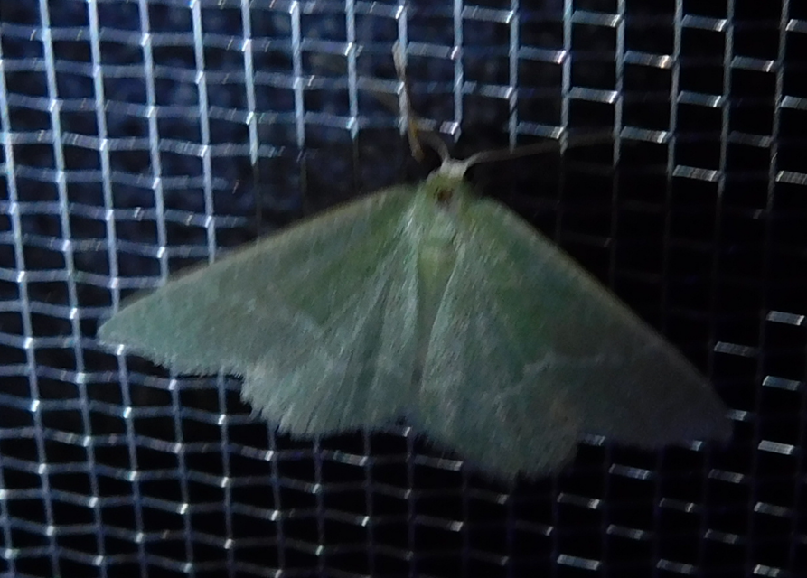 Chlorissa viridata/cloraria