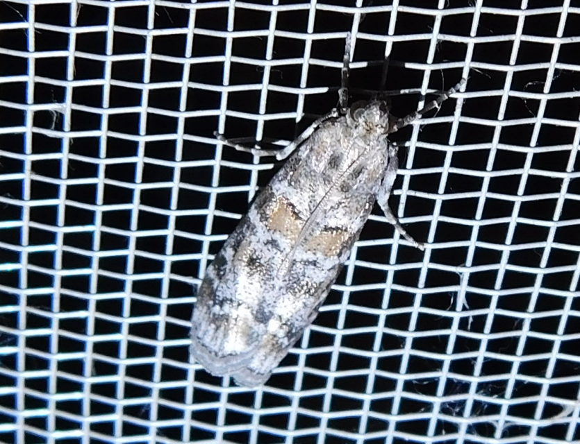 Dioryctria