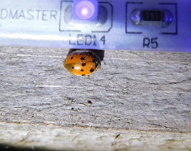 Adalia decempunctata - tízpettyes katica