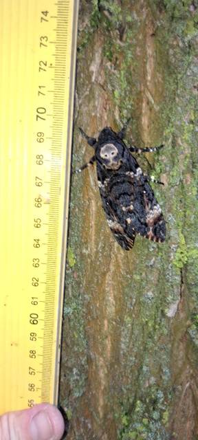 Acherontia atropos - halálfejes lepke