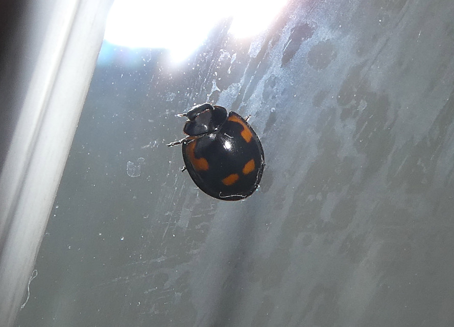 Exochomus quadripustulatus - négyfoltos szerecsenkata