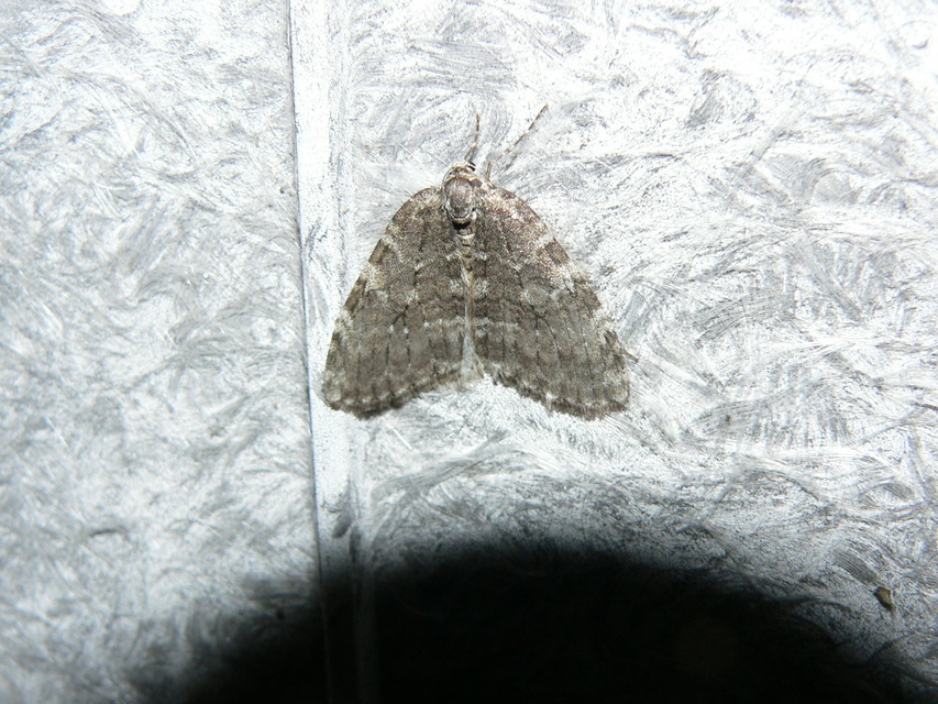 Epirrita christyi/dilutata