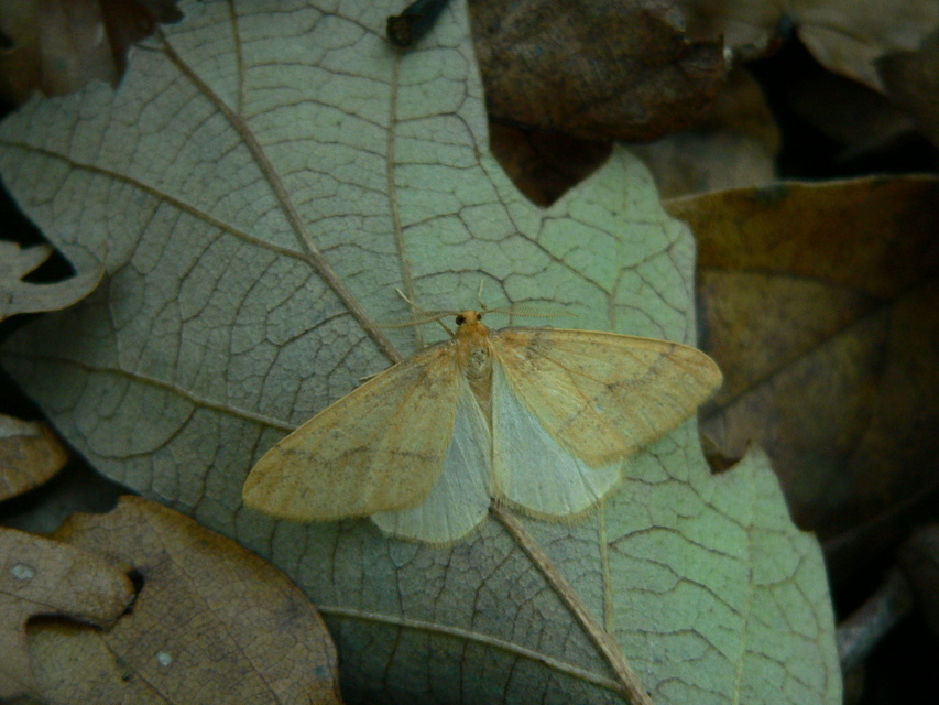Agriopis aurantiaria - aranysárga téliaraszoló