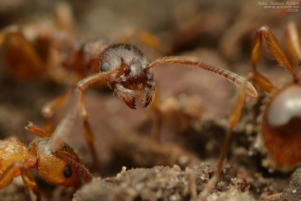 Myrmica ruginodis - erdei bütyköshangya