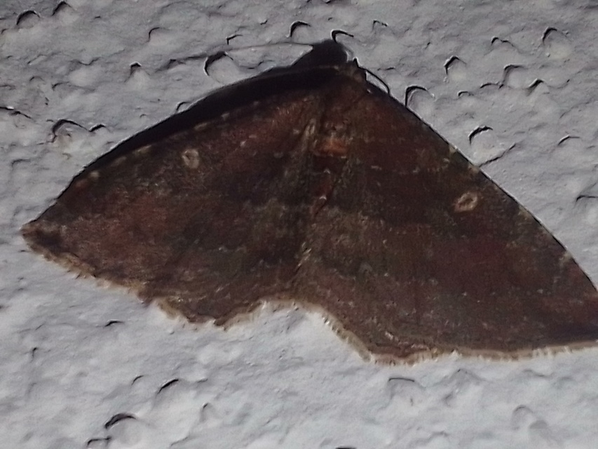 Orthonama obstipata - vándoraraszoló