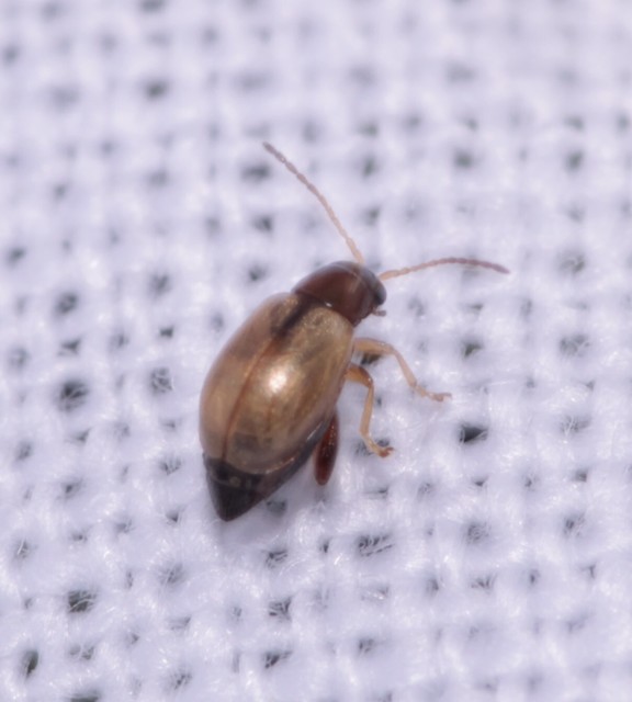 Longitarsus