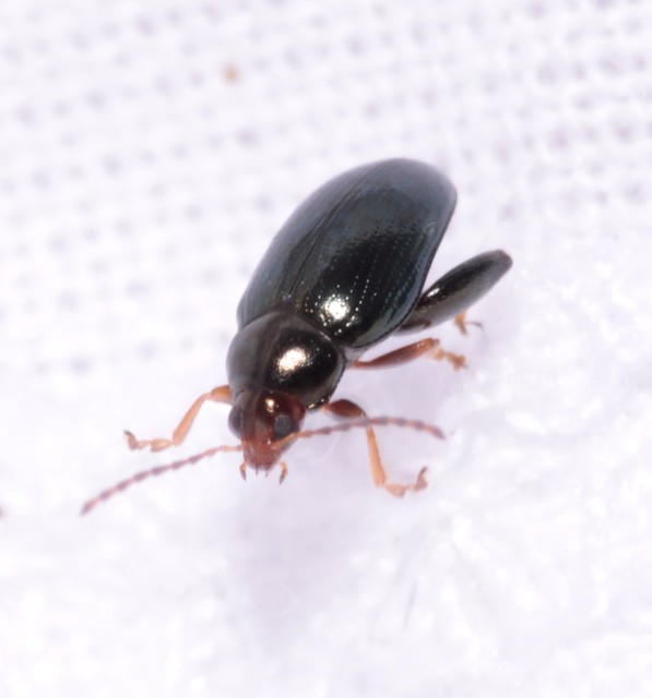 Psylliodes chrysocephala - repce-földibolha