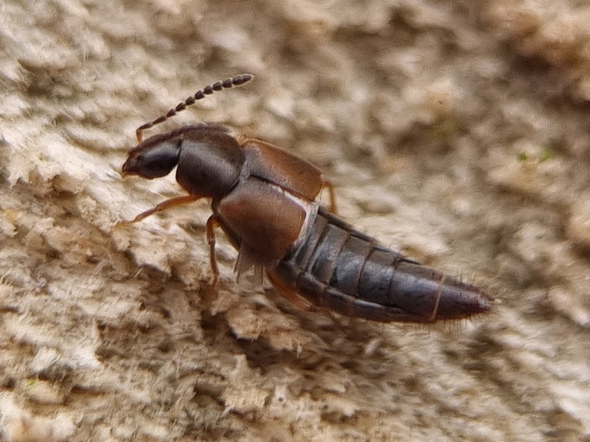 Oxypoda