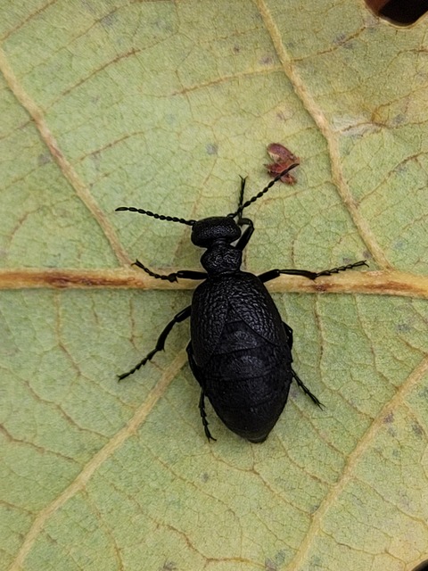 Meloe rugosus - ráncos nünüke